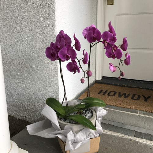 july-floral-double-color-phalaenopsis-planter
